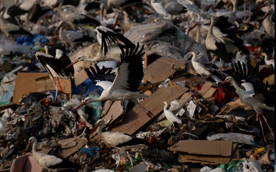 الطيور تاكل من النفايات