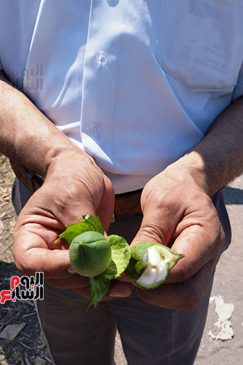 بشاير-اللؤلؤ-الأبيض-على-أرض-الشرقية-(33)