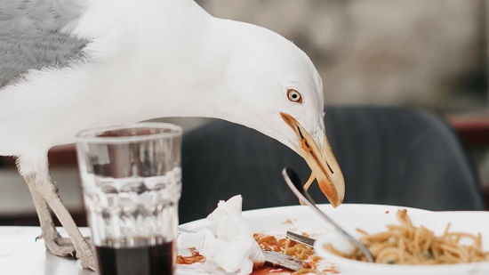طائر النورس يتناول الطعام