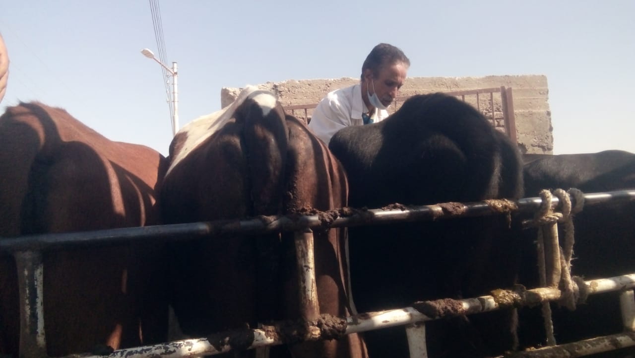 لجنة من بيطرى الأقصر تتابع تحصين المواشي فى سوق أبوقليعي بمدينة أرمنت (2)