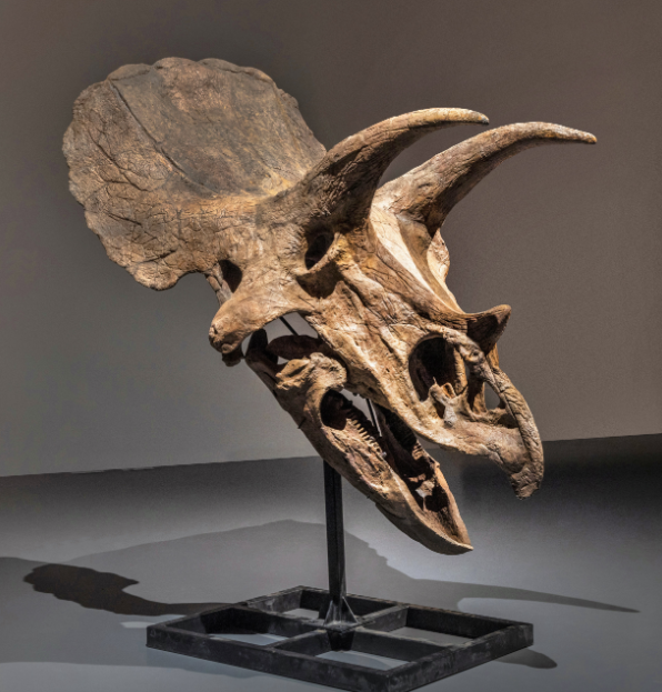 جانب آخر لأشهر جمجمة ديناصور معروضة للبيع