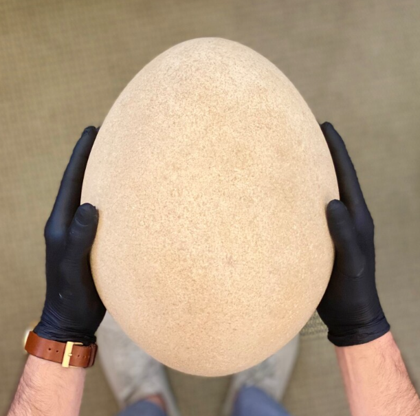 حجم بيضة طائر الرخ الملغاشى