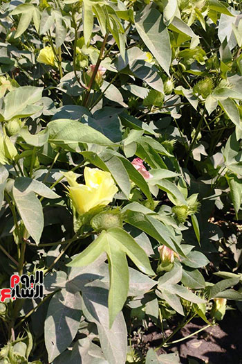 بشاير-اللؤلؤ-الأبيض-على-أرض-الشرقية-(34)