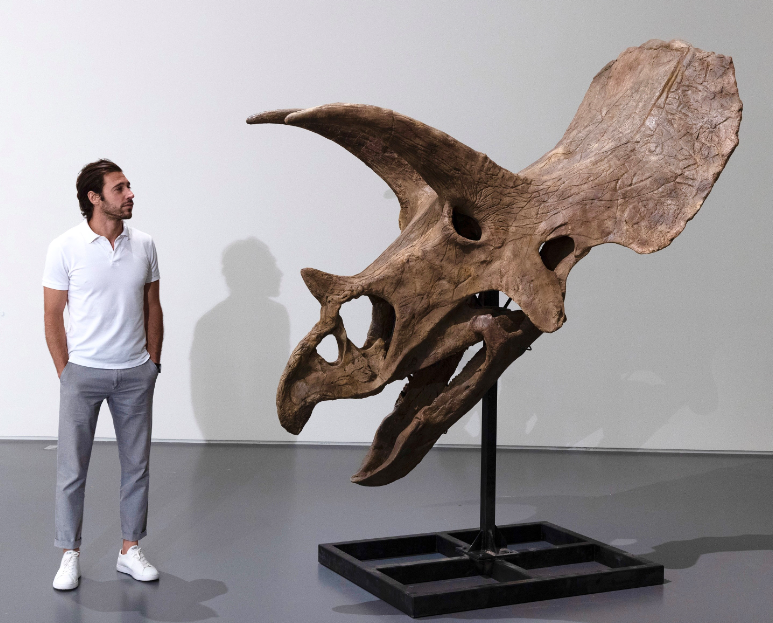 حجم أشهر جمجمة ديناصور