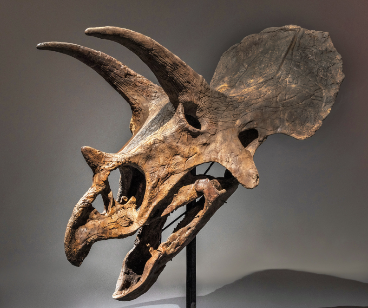 جمجمة أشهر ديناصور للبيع بـ 350 ألف دولار