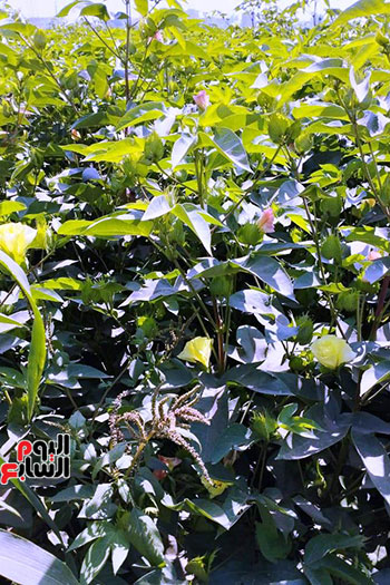 بشاير-اللؤلؤ-الأبيض-على-أرض-الشرقية-(25)