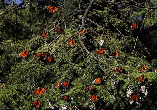 الفراشات على الأشجار
