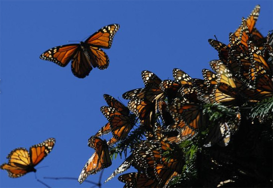 الفراشات الملونة تحارب ظاهرة الانقراض