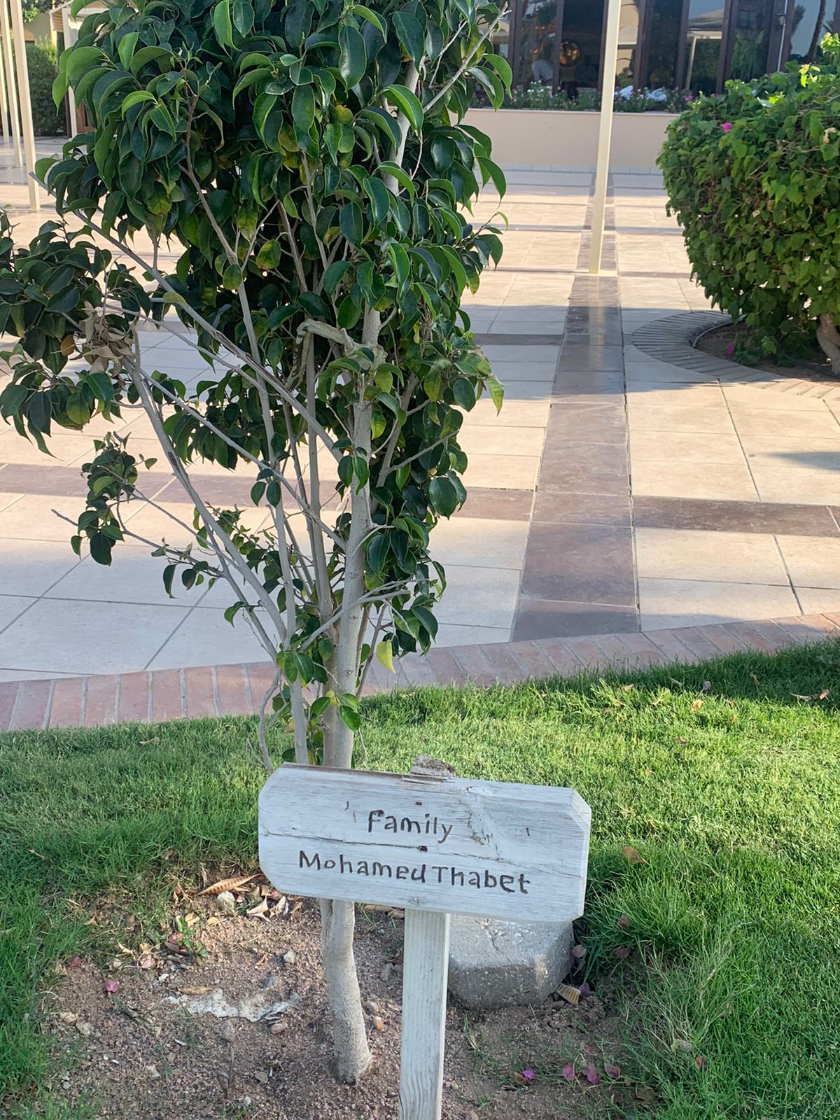 شجرة لعائلة مصرية 