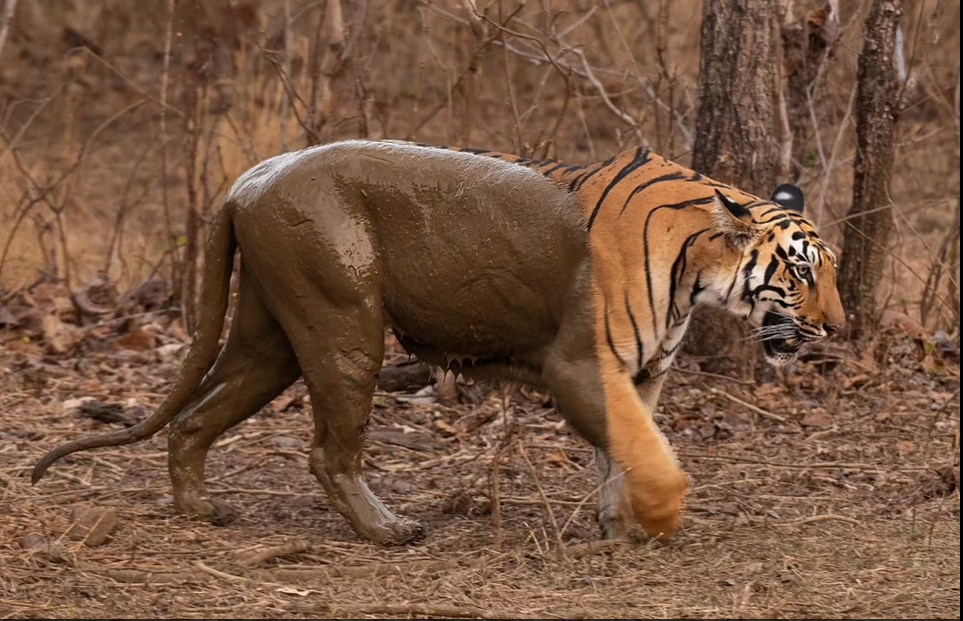 النمر البنغالي