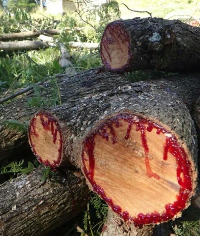 شجرة الدم