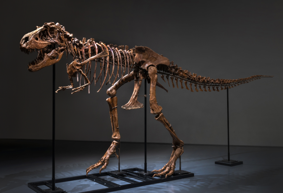 هيكل ديناصور جورجوصور للبيع فى مزاد سوثبى