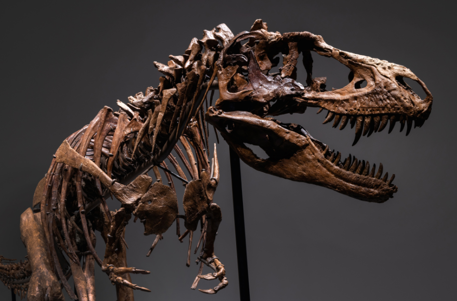 جانب لرأس هيكل ديناصور جورجوصور