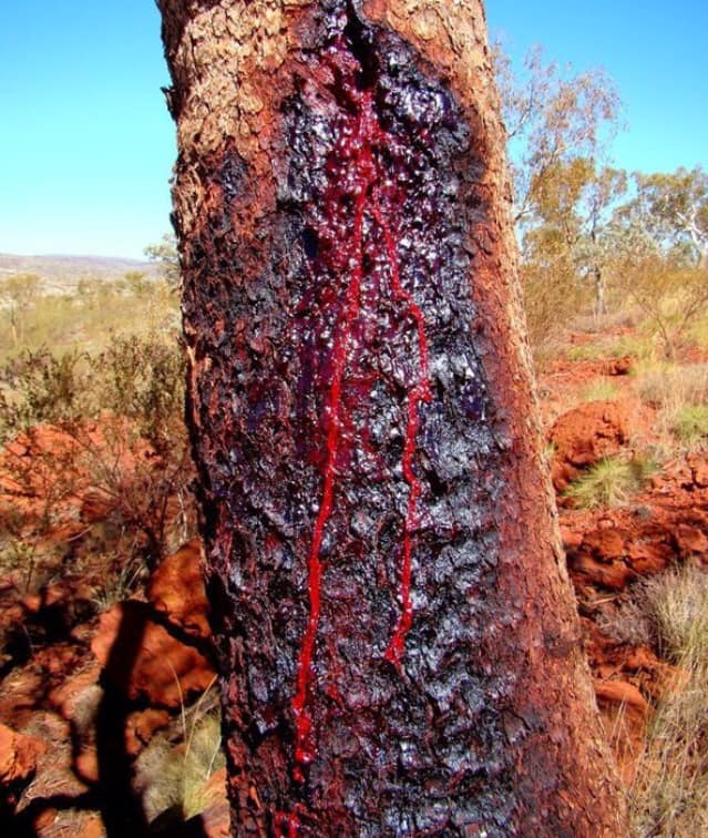 شجرة الدماء
