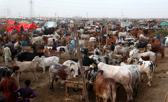 أسواق الماشية الباكستانية