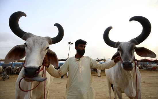 أبقار باكستانية