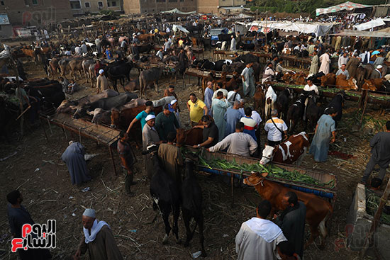 سوق اللحم فى امبابة