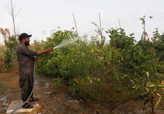 مشروع التشجير