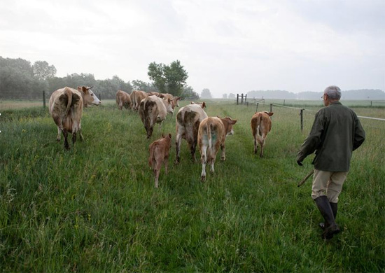 رعاة الأبقار فى المجر