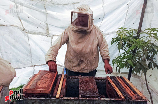 فرز عسل النحل (1)