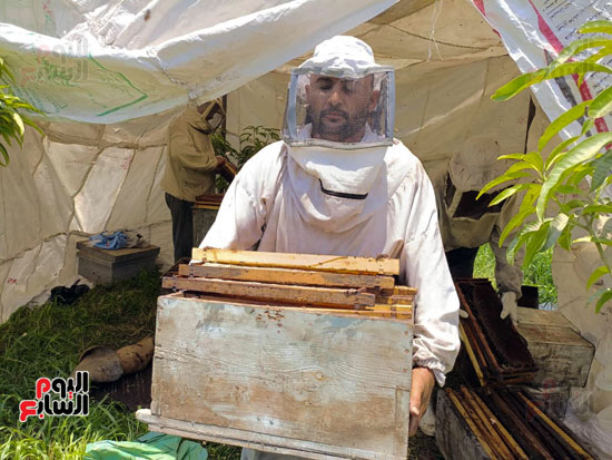 فرز عسل النحل (8)