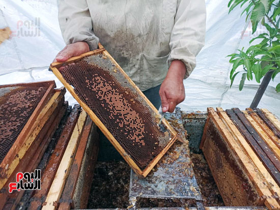 فرز عسل النحل (6)