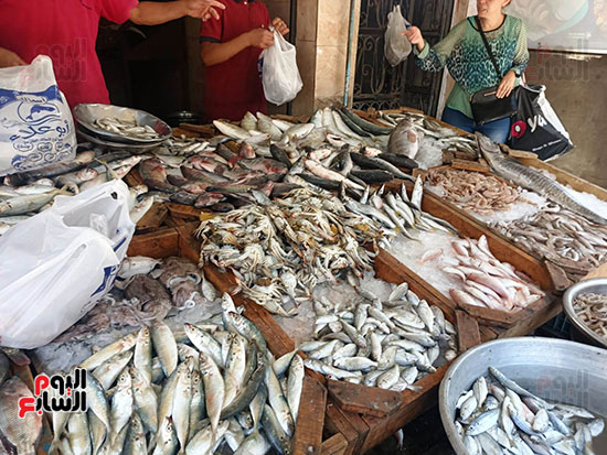سوق-سمك-السويس-(3)