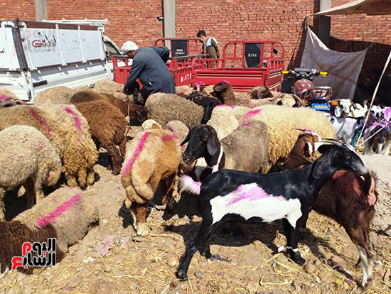 تلوين-خروف-العيد-للزبائن-في-سوق-المواشي-بالشرقية-(4)