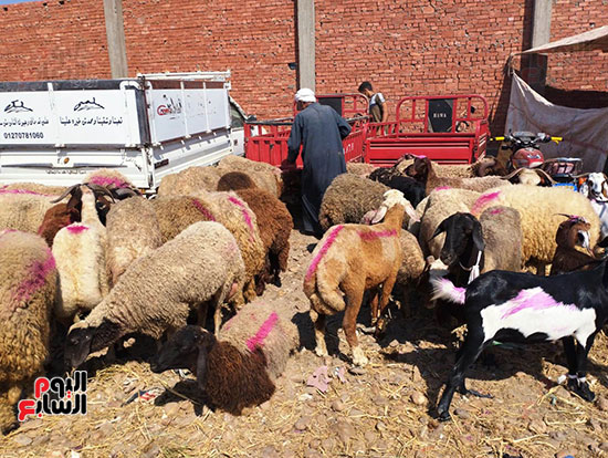 تلوين-خروف-العيد-للزبائن-في-سوق-المواشي-بالشرقية-(5)
