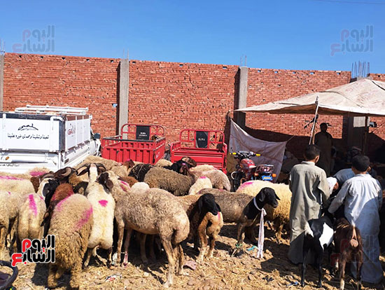 تلوين-خروف-العيد-للزبائن-في-سوق-المواشي-بالشرقية-(2)