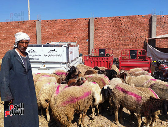 عم-محمد--بقاله-40-سنة-متخصص-يلون-خروف-العيد-للزبائن--(1)