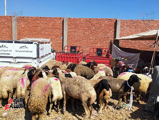تلوين-خروف-العيد-للزبائن-في-سوق-المواشي-بالشرقية-(6)