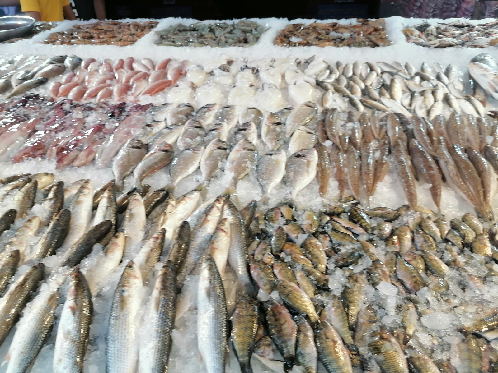 الأسماك بالسوق في بورسعيد