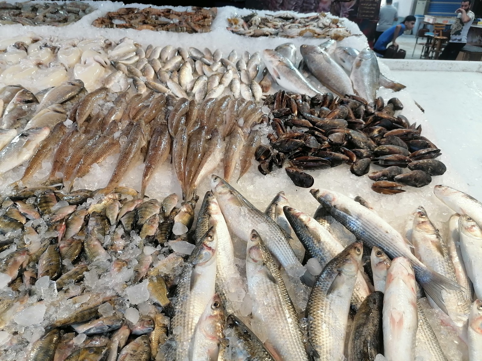 أسماك بورسعيد في السوق اليوم