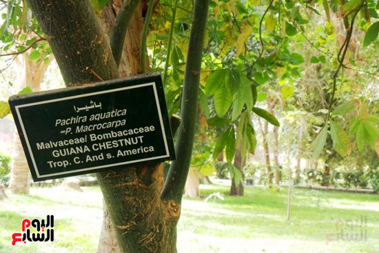 جزيرة ساحرة تضم 720 نباتا وشجرة نادرة (3)