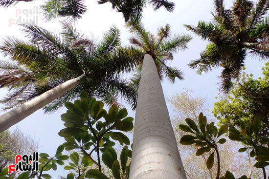 جزيرة ساحرة تضم 720 نباتا وشجرة نادرة (9)