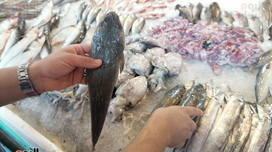 سمكة-الرقاد-في-بورسعيد