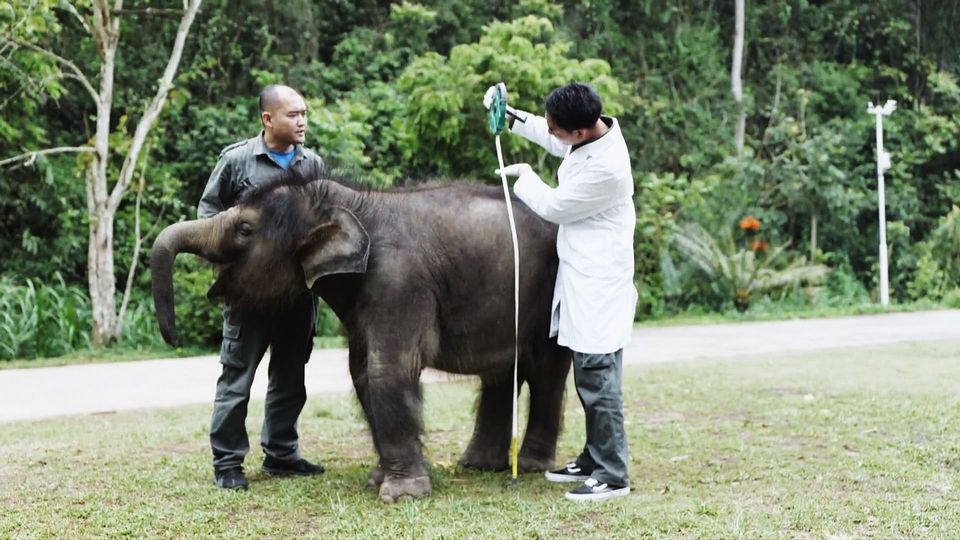 Cheung with an elephant