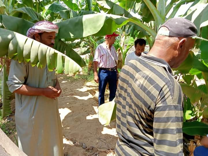 مكافحة مرض التبرقش في محصول الموز بالإسماعيلية (8)