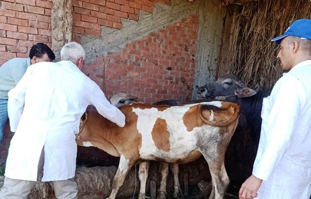 تحصين الماشية للوقاية من مرض الحمى القلاعية (1)