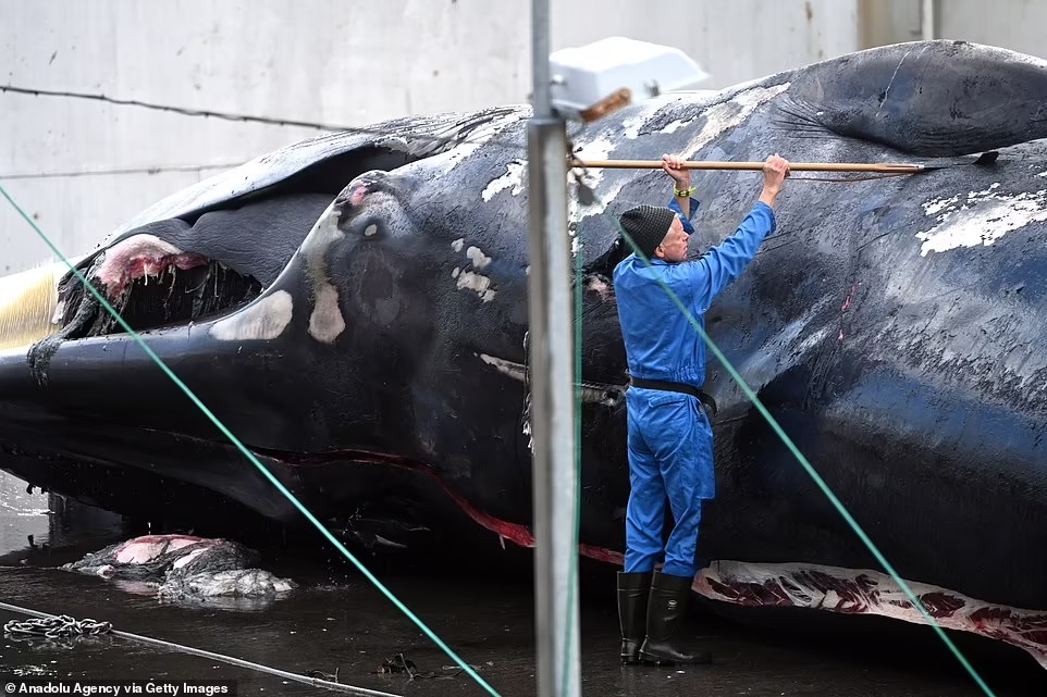 تنظيف الحيتان بعد صيدها