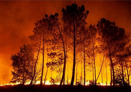 النار تلتهم الأشجار