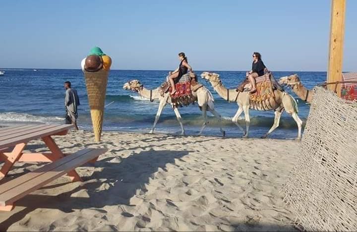 ركوب الجمال على شاطئ ابو دباب