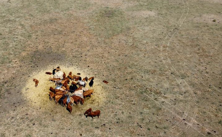 الجفاف يطارد الحيوانات بمزرعة في هاربول