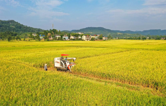 الميكنة الزراعية فى حصاد الأرز