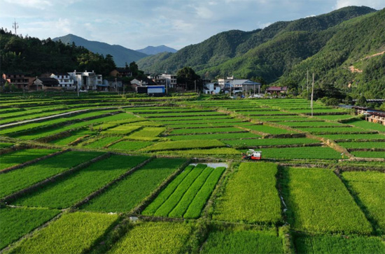 أراضى الأرز المنزرعة