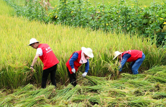 حصاد الأرز فى الصين