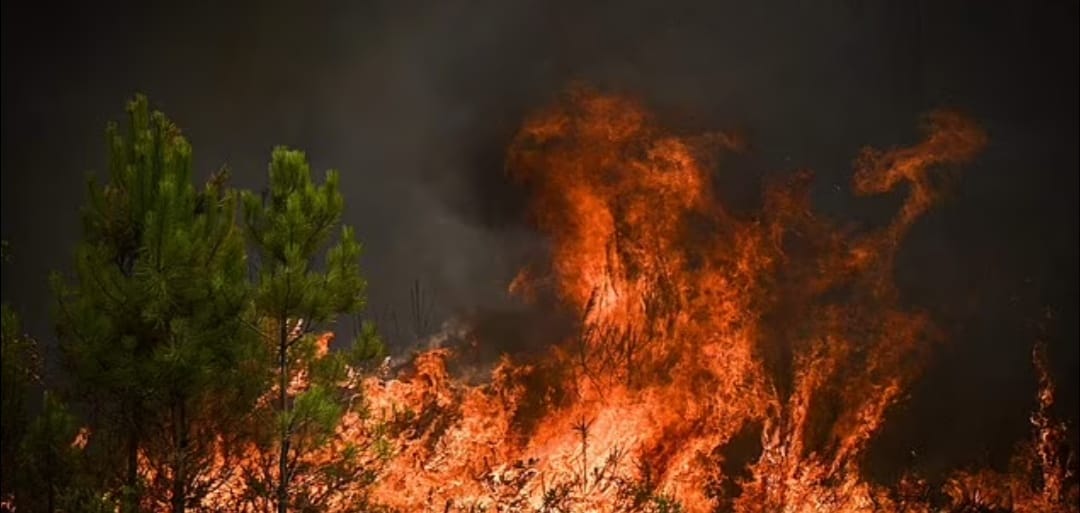 الجفاف يشعل النيران فى الغابات