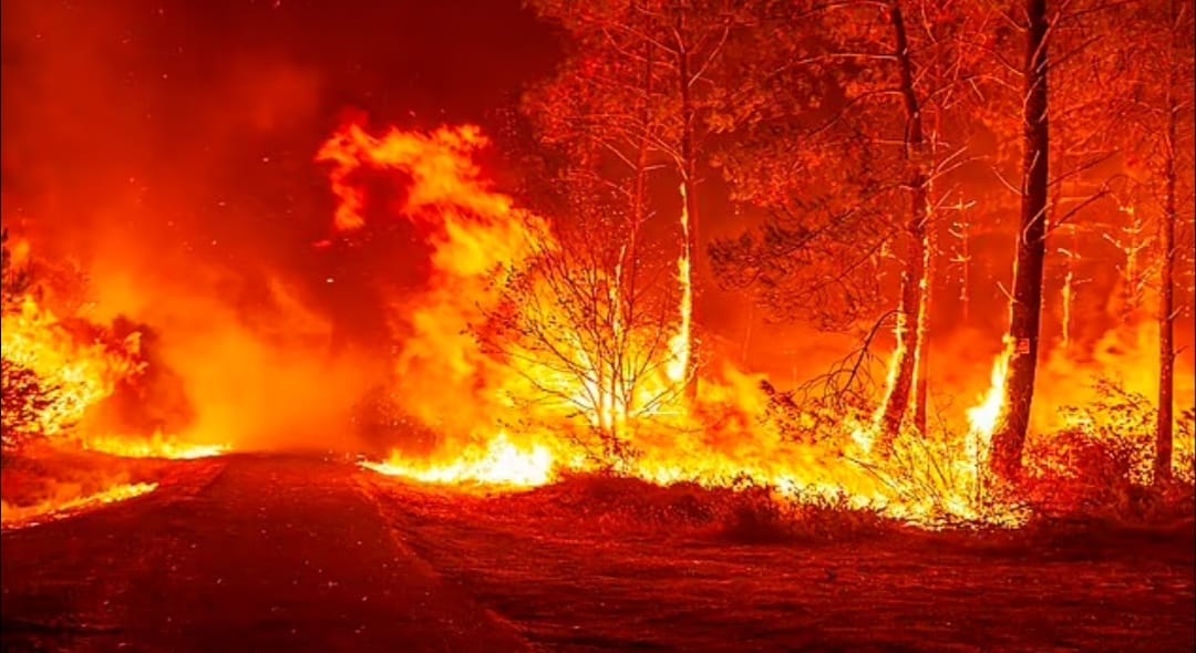 حرائق الغابات بسبب الجفاف