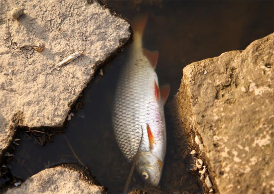 تطفو الأسماك الميتة على سطح نهر أودر